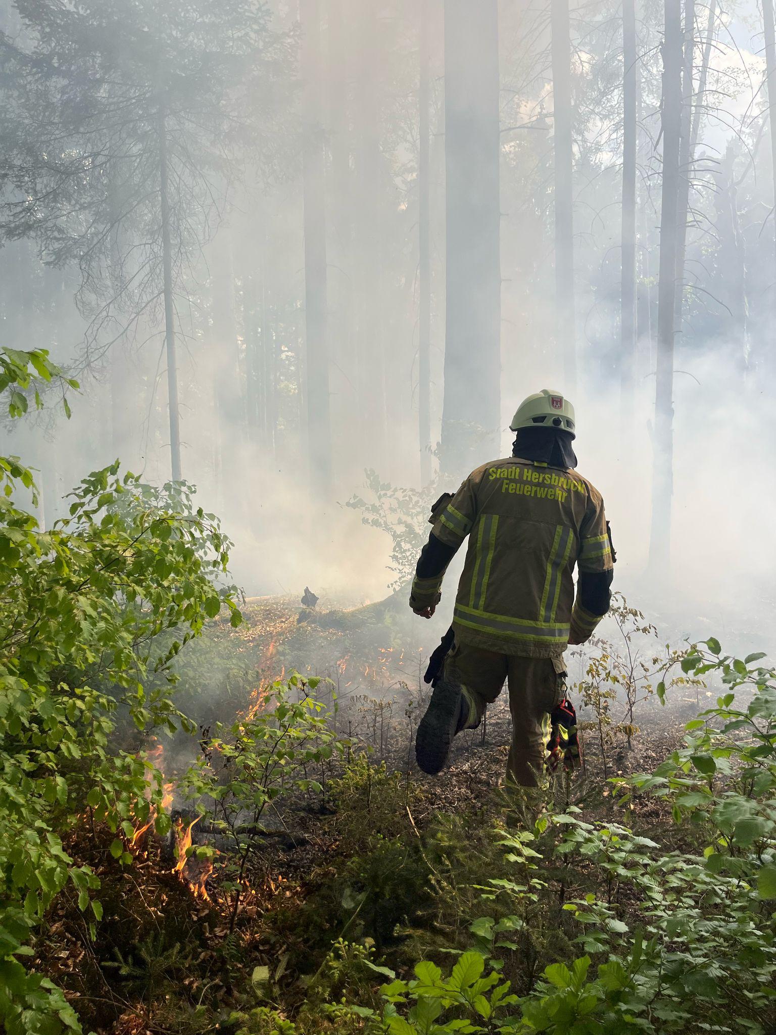 Einsatzfoto  B WALD - im Freien - Wald ...